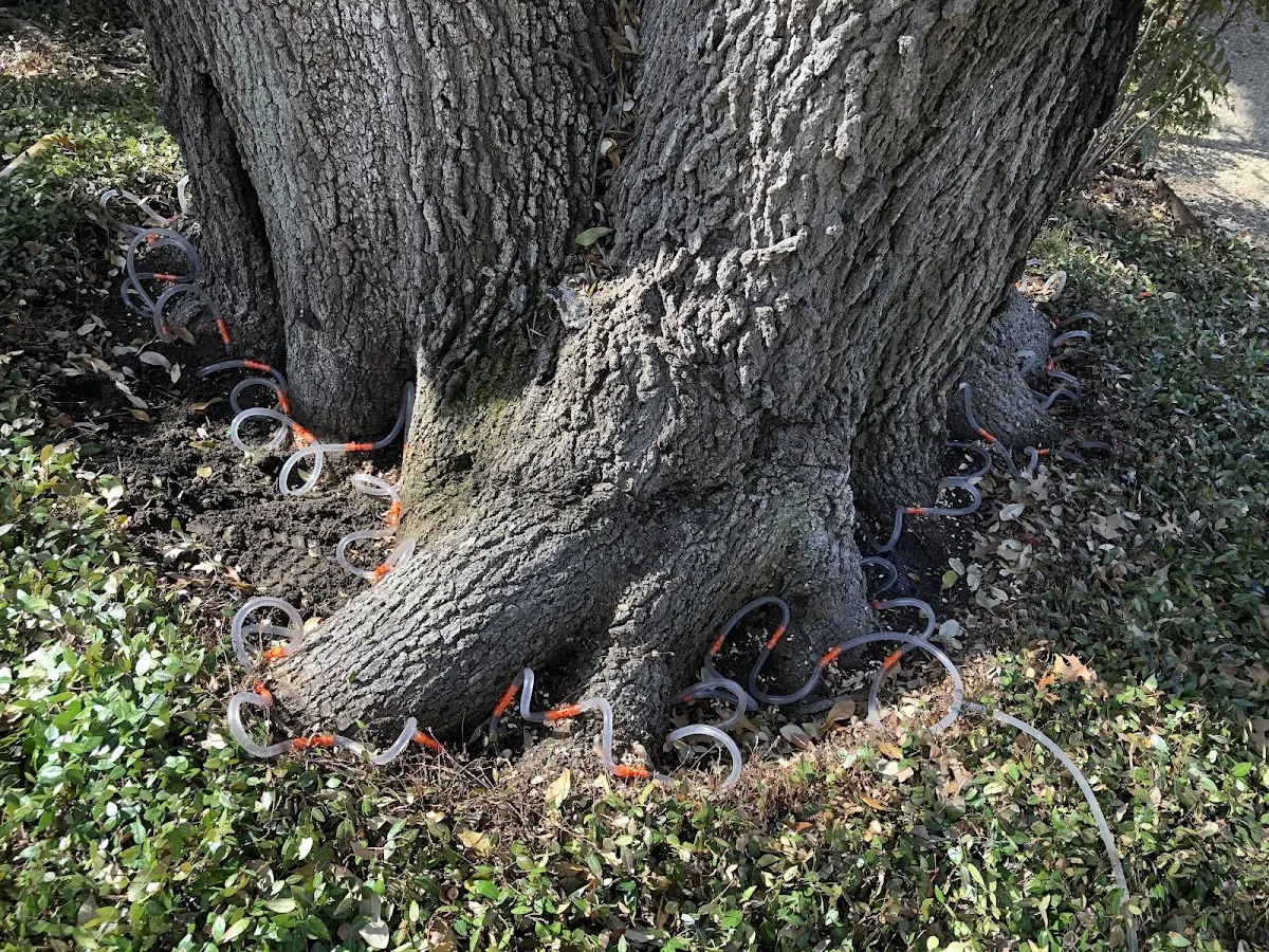 Detailed Tree Cabling and Bracing job site in East Bernstadt