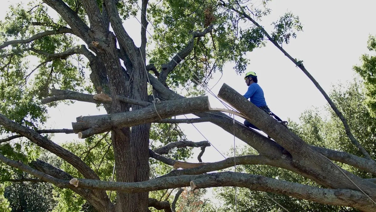 Professional Crown Thinning performed by certified arborists in East Bernstadt