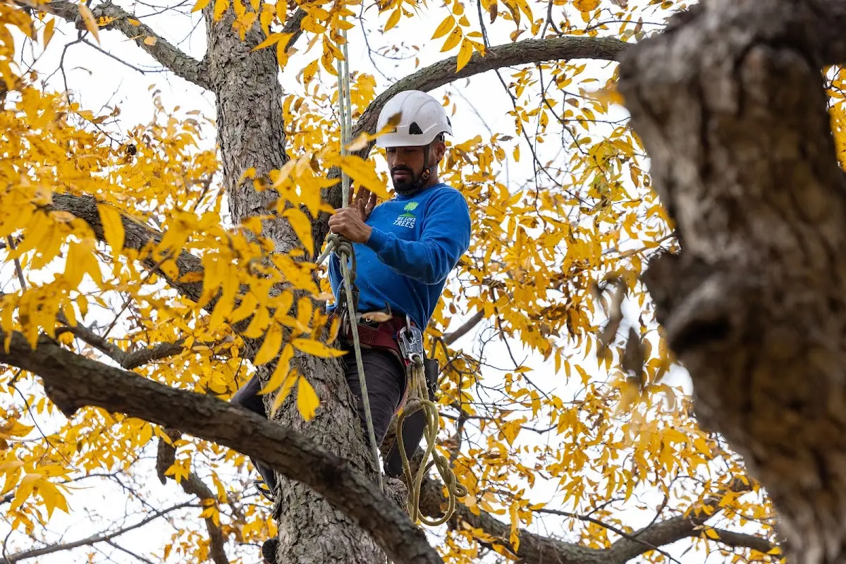 Skilled Tree Pruning crew working in East Bernstadt